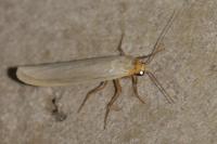 Eilema caniola