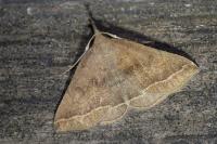 Polypogon plumigeralis