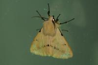 Spilarctia lutea
