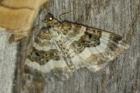 Epirrhoe rivata