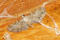 Eupithecia tenuiata
