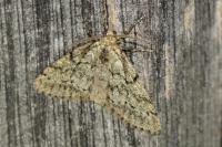 Tephronia sepiaria