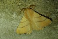 Malacosoma neustria