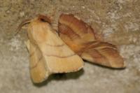 Malacosoma neustria