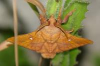 Odonestis pruni