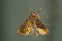 Diachrysia chrysitis