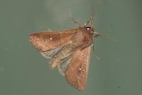 Mythimna albipuncta