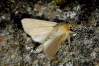 Mythimna pallens