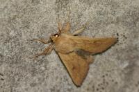 Mythimna vitellina