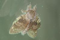 Stauropus fagi