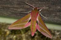 Deilephila elpenor