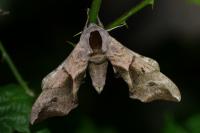 Smerinthus ocellatus