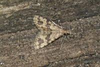 Alucita hexadactyla
