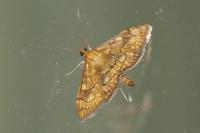 Anania verbascalis