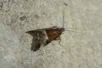 Acrobasis marmorea