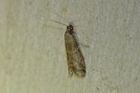 Ephestia