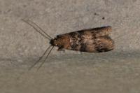 Euzophera pinguis