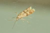 Homoeosoma sinuella