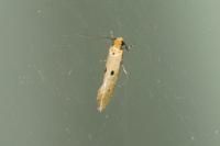 Tinea trinotella