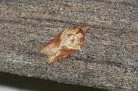 Acleris hastiana