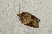 Acleris hastiana