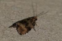 Celypha lacunana