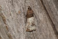 Notocelia roborana