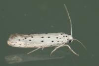 Yponomeuta