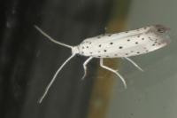 Yponomeuta
