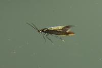 Coleophora