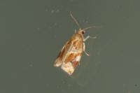 Archips xylosteana
