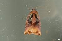 Archips podana