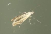 Isophrictis striatella
