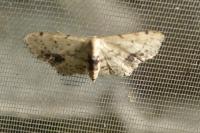 Idaea dimidiata