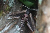 Sphinx ligustri