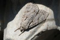 Acronicta sp (psi/tridens)