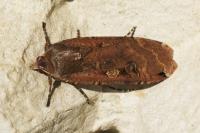 Noctua pronuba
