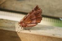 Selenia dentaria