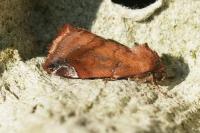 Cosmia pyralina