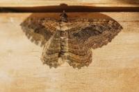 Philereme transversata