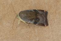 Noctua janthe/janthina