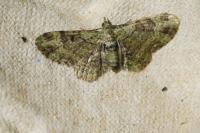 Pasiphila rectangulata