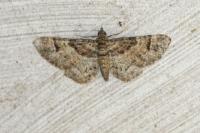 Gymnoscelis rufifasciata