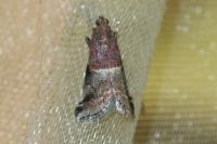 Acrobasis marmorea