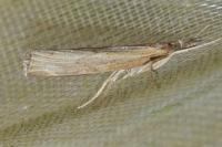 Pediasia contaminella