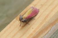 Oncocera semirubella