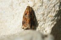 Archips xylosteana