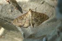 Patania ruralis