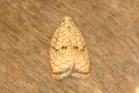 Acleris forsskaleana