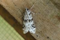 Eudonia delunella